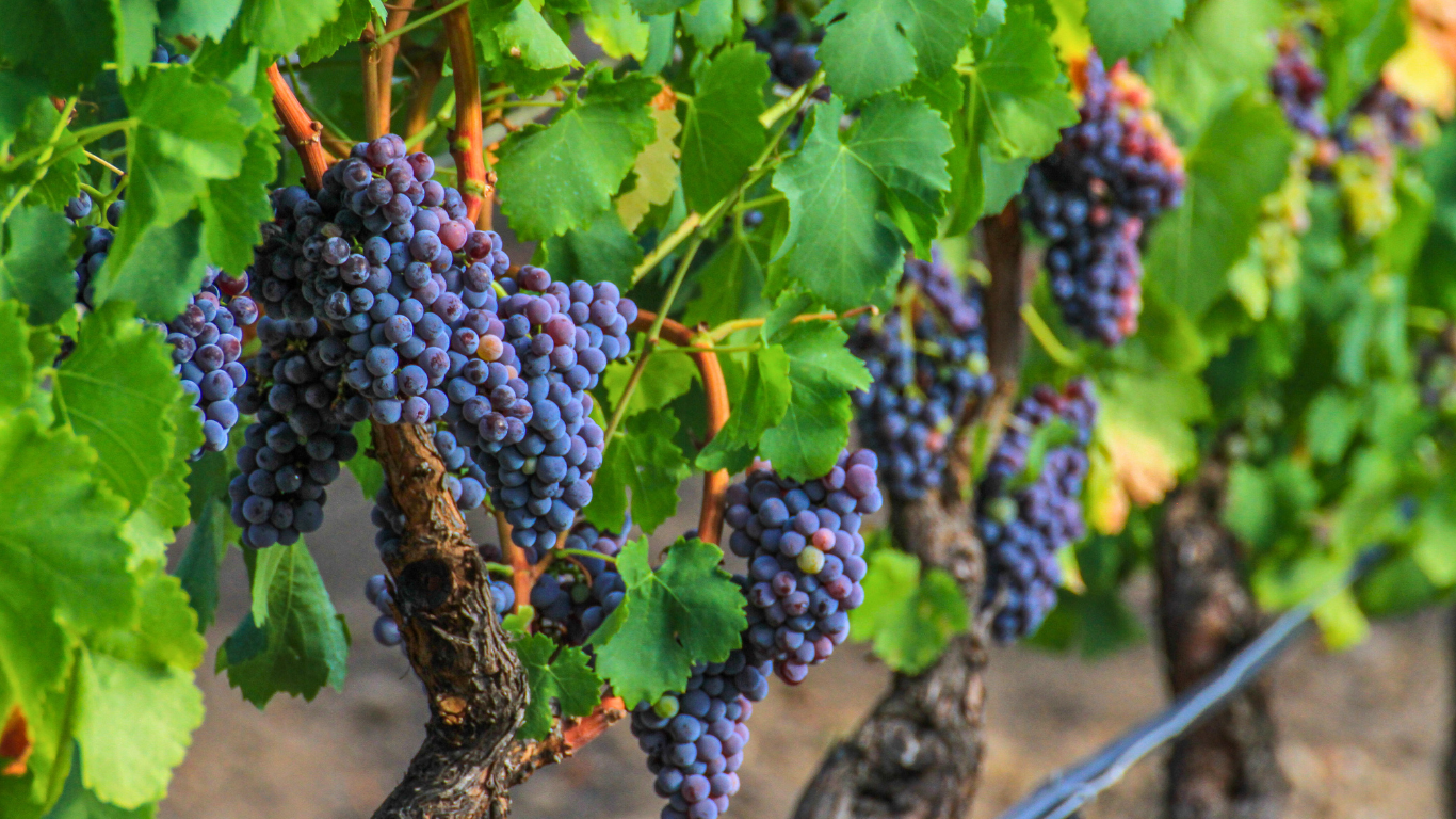 Cannonau Weinrebe Sardinien