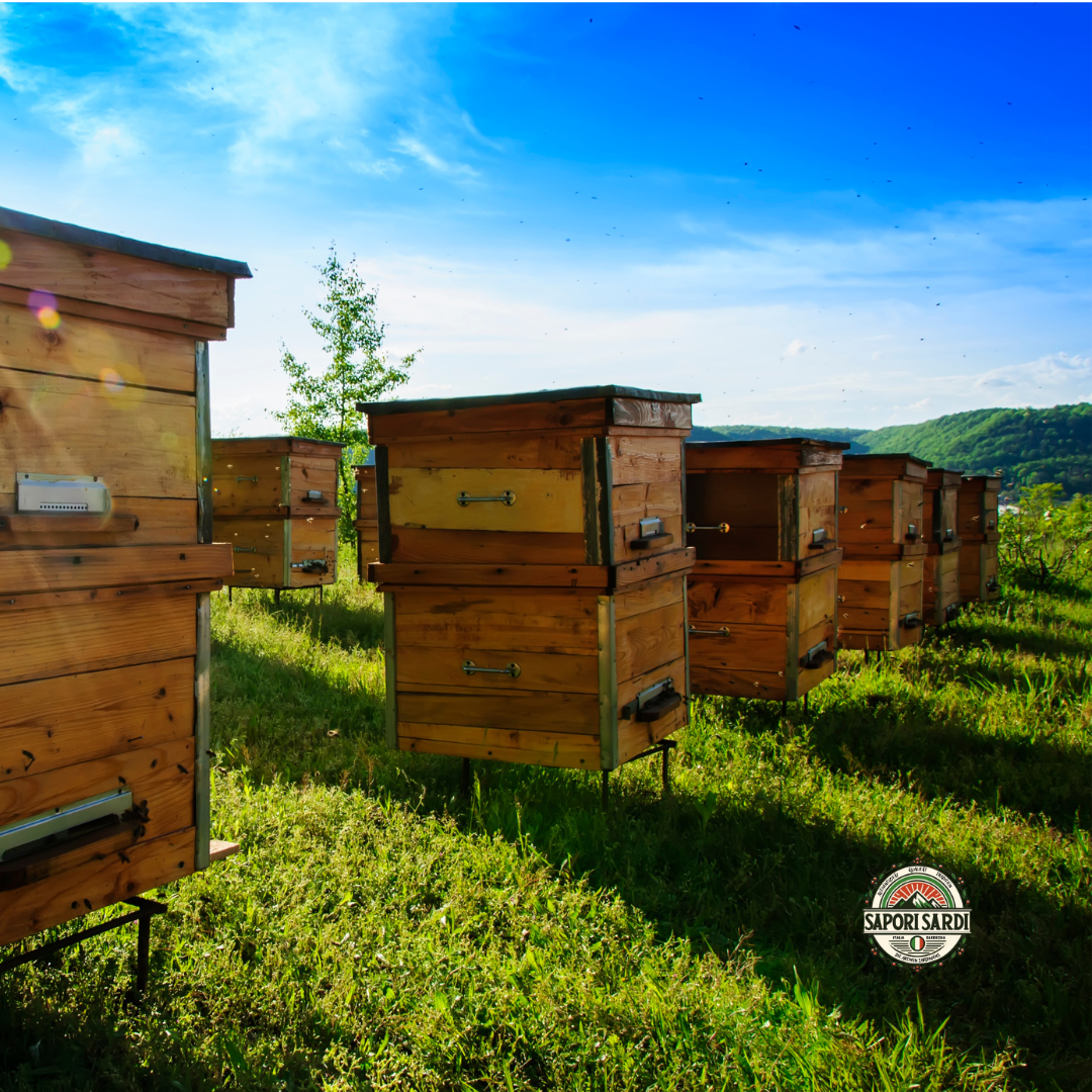 Bienenstöcke auf einer Wiese in Sardinien