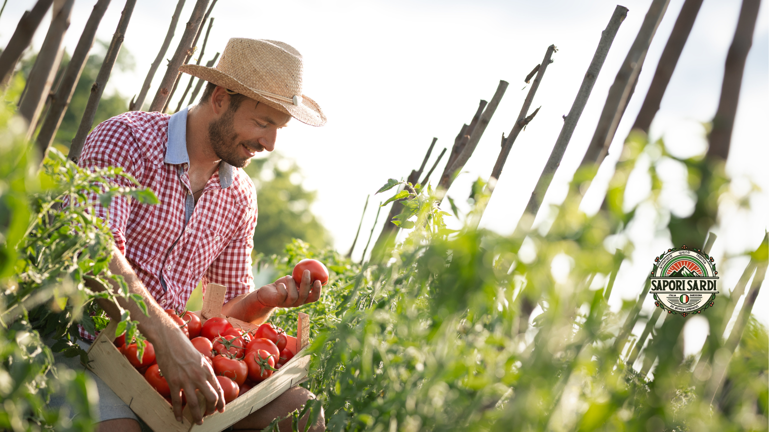 Ein Mann inmitten einer Tomatenplantage ernten per Hand frische reife rote Tomaten auf Sardinien. Die Tomaten sind in einem kleinen Korb.
