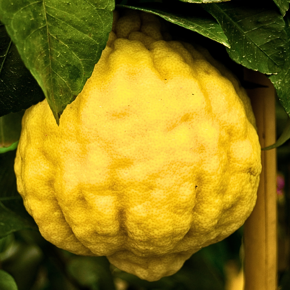 Cedro Zitrone