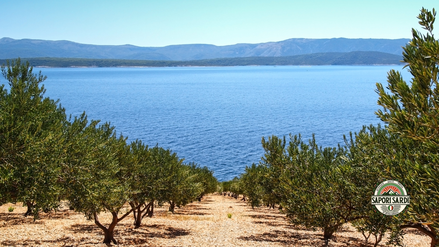 Olivenhain am Meer. Bio Olivenöl Extra Vergine aus Sardinien.