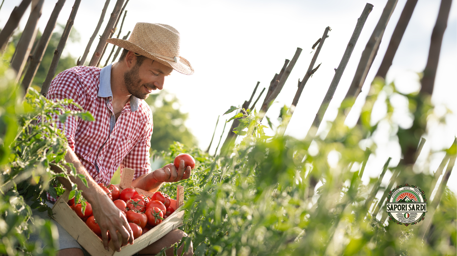Reife Tomaten werden per Hand geerntet.